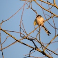 Long-tailed Tit - 6D8579