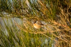 Stonechat Bird Chattering - 6D8558