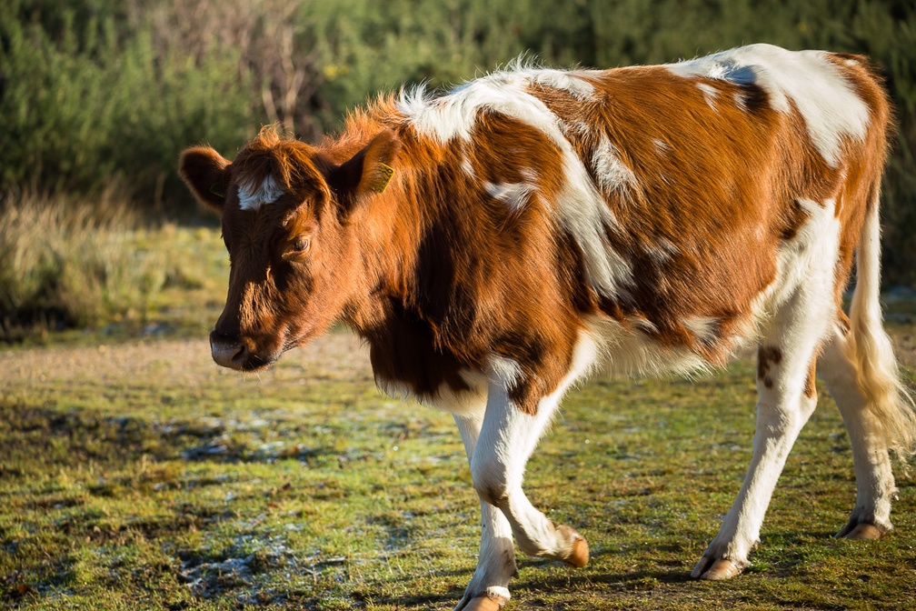Cow Strolling - pk18463