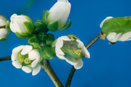 Whitlowgrass-flower - 40D10294