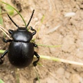 Bloody-nosed Beetle - 6D02831