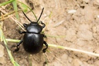 Bloody-nosed Beetle - 6D02831