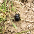 Beetle - 6D02831