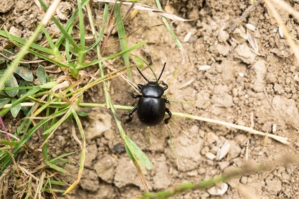 Beetle - 6D02831