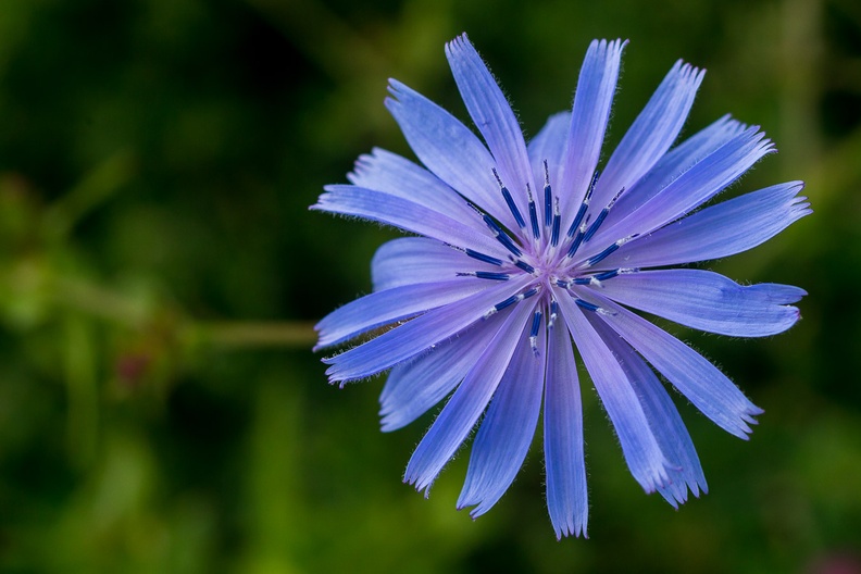 Chicory Flower - 6D02809