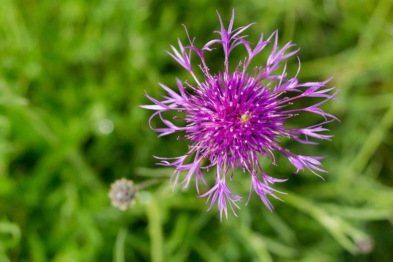 Greater Knapweed - 6D02934