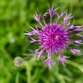 Greater Knapweed - 6D02934