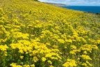 Yellow Coastal Landscape - 6D-02903