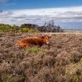 Cow in Heather - pk116122