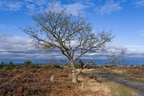 Oak Tree - pk116136