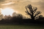 Oak Tree Silhouette at Sunset - 600-6D8649