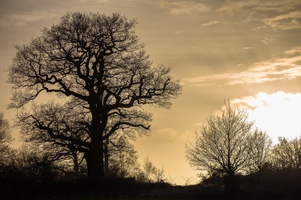 Oak Tree Silhouette at Sunset - 6D8646