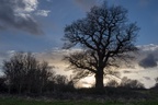 Oak Tree at Sunset - pk116190