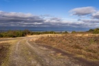 Heathland Landscape - pk116139