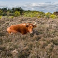 Cow in Heather - pk116126