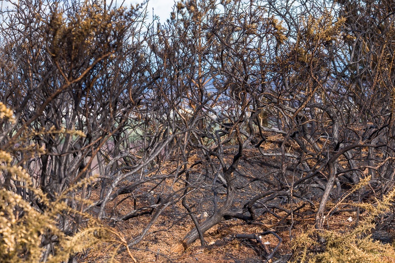 Scorched Gorse - 6d8618