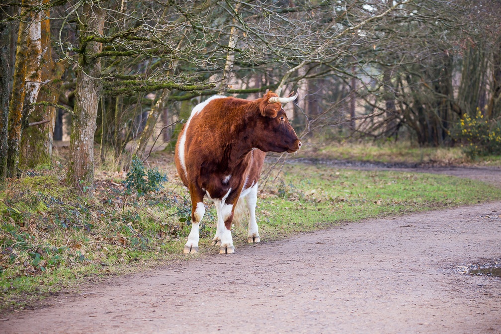 Cow Watching - 6d8614