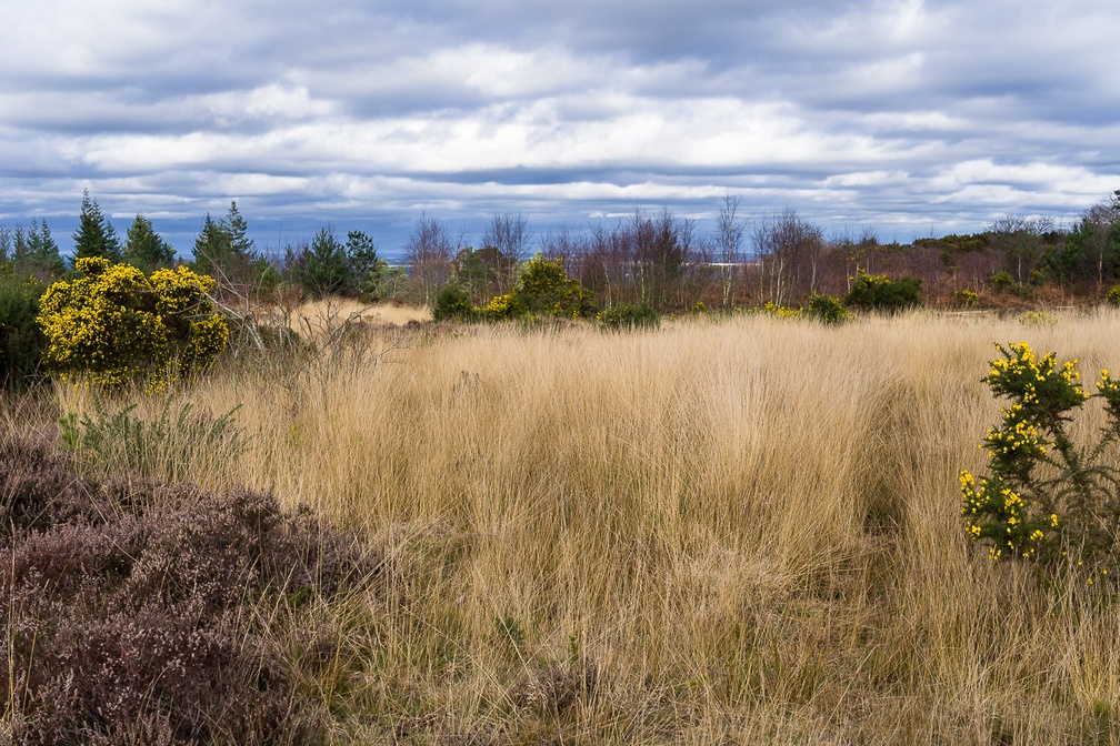Heathland Landscape - pk16167