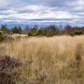 Heathland Landscape - pk16167