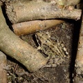 Frog in Wood Pile - MX500-0098