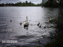 Swans with Chicks - 0087