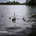 Swans with Chicks - 0087