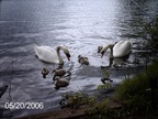 Swans with Cygnets-0086