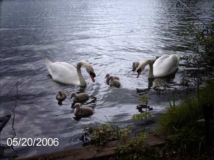 Swans with Cygnets-0086
