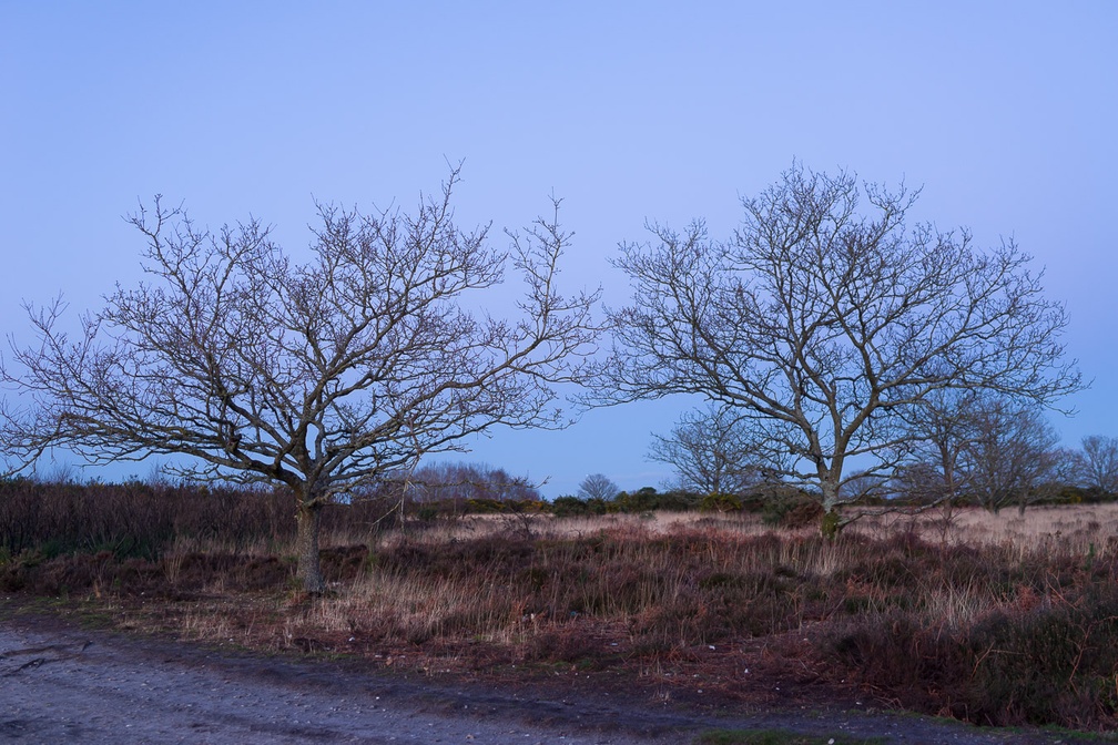 Oak Trees in Twilight - pk116377