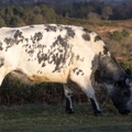 Cow Grazing - 6d8674