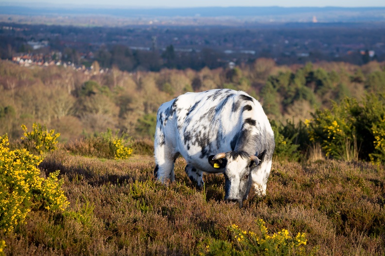 Cow in Landscape - 6d8704