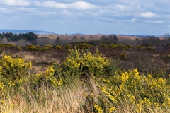 Heathland Landscape - 6d8937