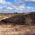 Fire Scarred Landscape - pk116555