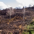 Fire Scarred Landscape - pk116556