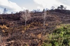 Fire Scarred Landscape - pk116556