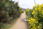 Gorse Lined Pathway - pk116609