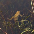 Toad Swimming Underwater - pk116834