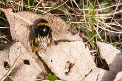Queen Buff-tailed Bumblebee - pk116649