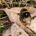 Queen Buff-tailed Bumblebee - pk116655
