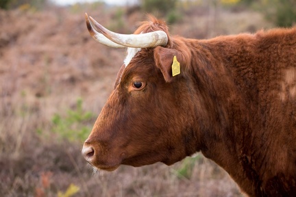 Cow Portrait - 6d9017