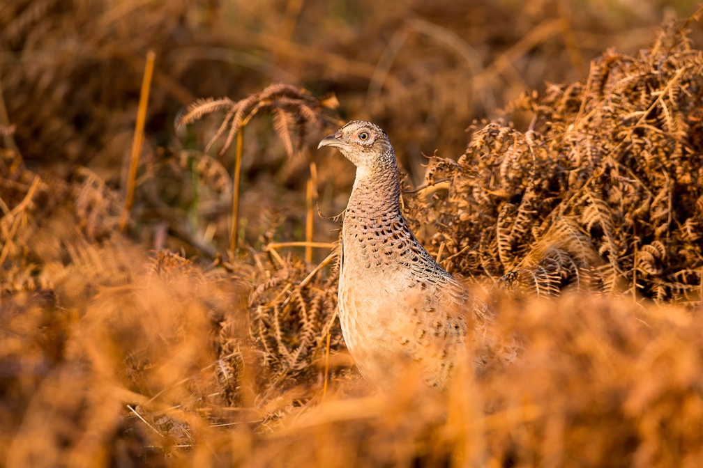 Female Pheasant - 6d0089