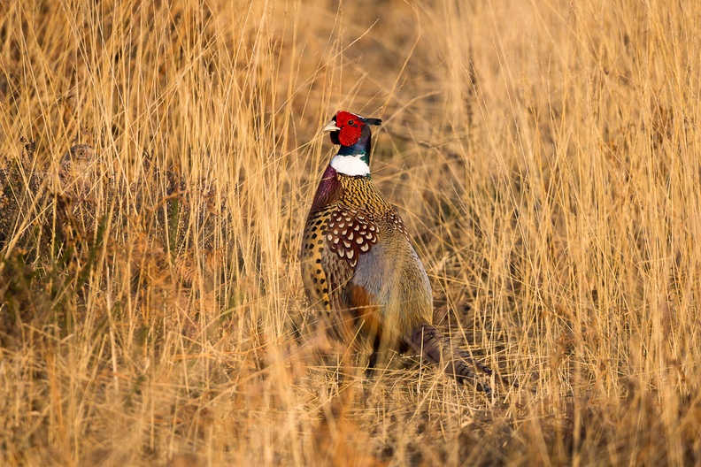 Pheasant Cock - 6d9986