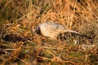 Pheasant Hen - 6d0101