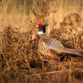 Male Pheasant - 6d0109