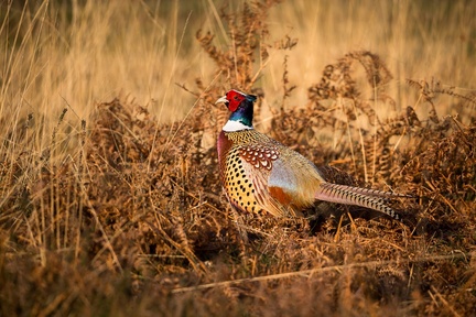 Male Pheasant - 6d0109