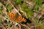 Comma Butterfly - pk19042