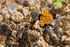 Comma Butterfly - 6d9030