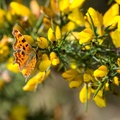 Comma Butterfly on Gorse - 6d-g-9155