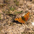 Comma Butterfly - 6d9160