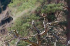 Kestrel Perched on Dead Tree - 6d9188